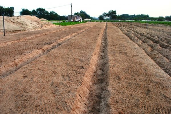 Gã khùng mát tay trồng măng tây trên cát 1 tháng lãi 100 triệu