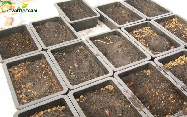 Trộn trấu sinh học với đất để trồng cây theo tỉ lệ phù hợp